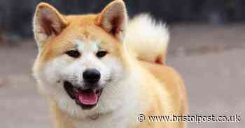 Woman left with chunk missing from her cheek after dog attack