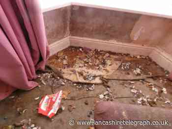 Woman kept 11 cats and dogs in squalor in faeces-strewn home