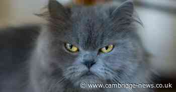 Residents fear pet cats could kill locally if new ‘catastrophic’ housing development with 80 homes goes ahead in Cambs