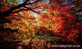 Britain is set for a 'spectacular' autumn - with colours even more glorious than usual, experts say