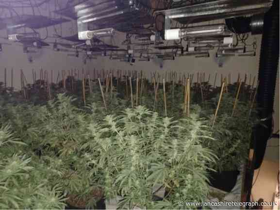 Cannabis plants valued at £200,000 discovered in Accrington