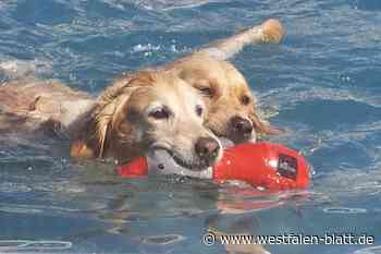 Vierbeiner in Rahden genießen die Abkühlung