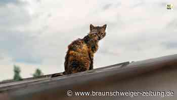 Niedersachsen: Das oft unbemerkte Leid der Straßenkatzen