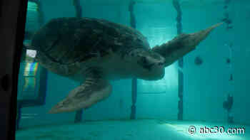 After an incredible journey back to health, Tally the Turtle is back home in the Gulf