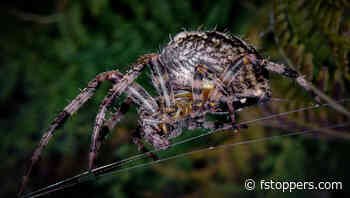 See a New Macro World With the AstrHori f/8 Probe Lens