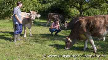 Rinder mit besonderer Aufgabe: In Augsburg bimmelt es jetzt wie im Allgäu