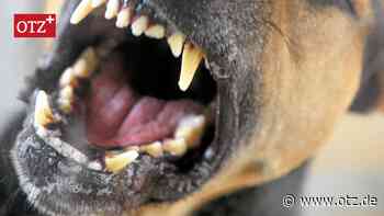 Freilaufende Hunde in Jena: Mehrere Biss-Vorfälle in einem Wohngebiet