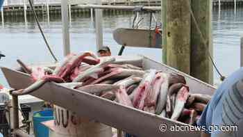 As US East Coast ramps up offshore wind power projects, much remains unknown