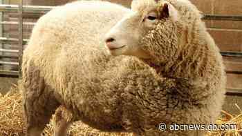 Ian Wilmut, a British scientist who led the team that cloned Dolly the Sheep, dies at age 79
