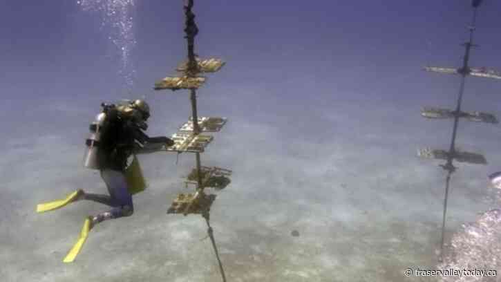 Study says fish stocks along Atlantic, Pacific coasts unaffected by marine heat waves