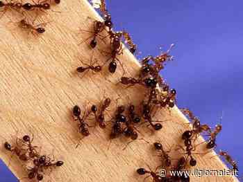 Allarme "formica di fuoco" in Italia, 88 nidi trovati in Sicilia