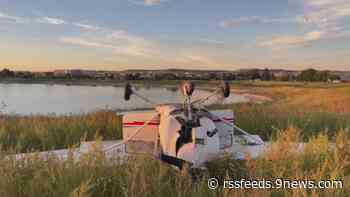 Pilots have reported more than 150 bird strikes in Denver so far this year