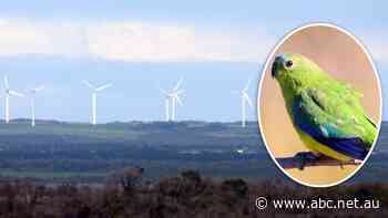 Only 77 of these parrots are left in the wild. A wind farm developer says a few deaths is a risk worth taking