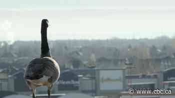 Winnipeg-based filmmaker's documentary on urban geese premieres at TIFF