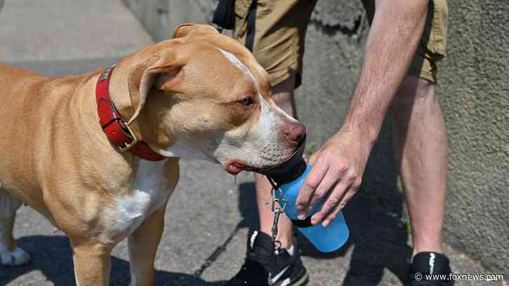 UK considers banning American XL bully dogs following attack that injured 11-year-old girl