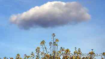 Oracle mit langsamerem Cloud-Wachstum