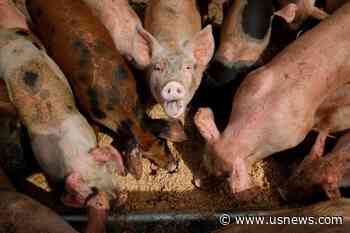Groups Sue EPA in an Effort to Strengthen Oversight of Livestock Operations