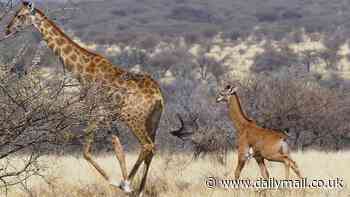 First spotless giraffe seen in the wild: Calf without iconic markings is see with its mother in Africa