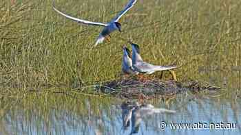 Tens of thousands of birds gather at Lake Cowal to breed. But a gold mine's expansion may threaten this