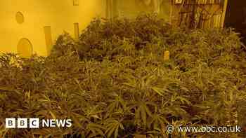 Birds found at £500k cannabis farm in Oldham