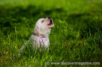 Why Dogs Howl: The Scientific Reasons Behind this Contagious Behavior