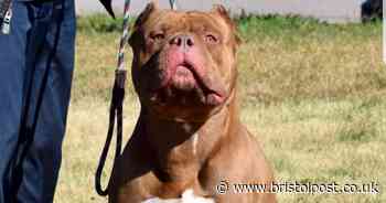 Killer XL bully-type dogs being sold in the UK without checks