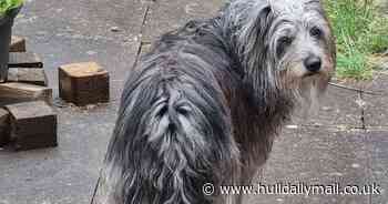 Sad dog goes viral after optical illusion captures face mirrored in backside