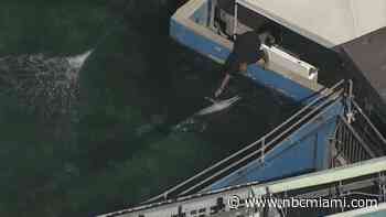 ‘Time is of the essence': Miami Seaquarium to decide on new home for dolphin Li'i after reports of poor conditions