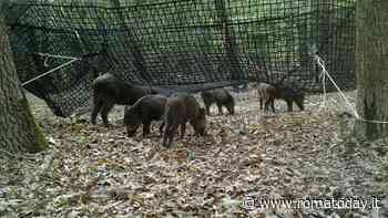 Cinghiali e peste suina, niente proroghe alla stagione faunistica: si punta sulle nuove trappole