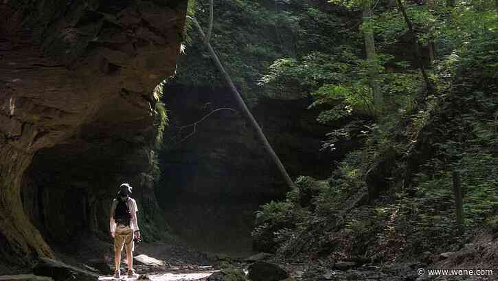 Help DNR find Indiana's biggest trees