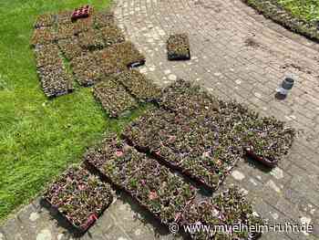 Schleuseninsel: Spendenaufruf für die Beete