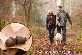 4 toxic and fatal plants dogs should avoid this autumn