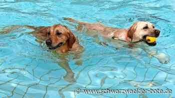 Waldfreibad Bad Herrenalb: Hunde dürfen schwimmen gehen