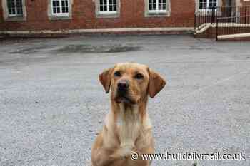 Sadness as Humberside Police dog Cooper 'crosses the rainbow bridge'