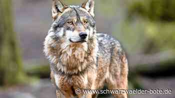 Experte ist sicher: Die Zahl der Wölfe wird zunehmen