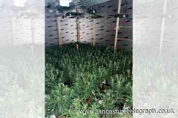 258 cannabis plants discovered following police raid in Nelson