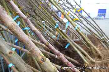 1000-Bäume-Programm in Hövelhof startet wieder