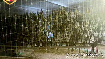 Un laboratorio nel capannone per essiccare e lavorare la marijuana: sequestrati 97 chili