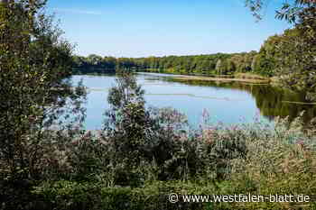 Bäume an Talleseen in Schloß Neuhaus nicht zu retten