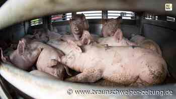 Das mulmige Gefühl beim Überholen des Tiertransporters