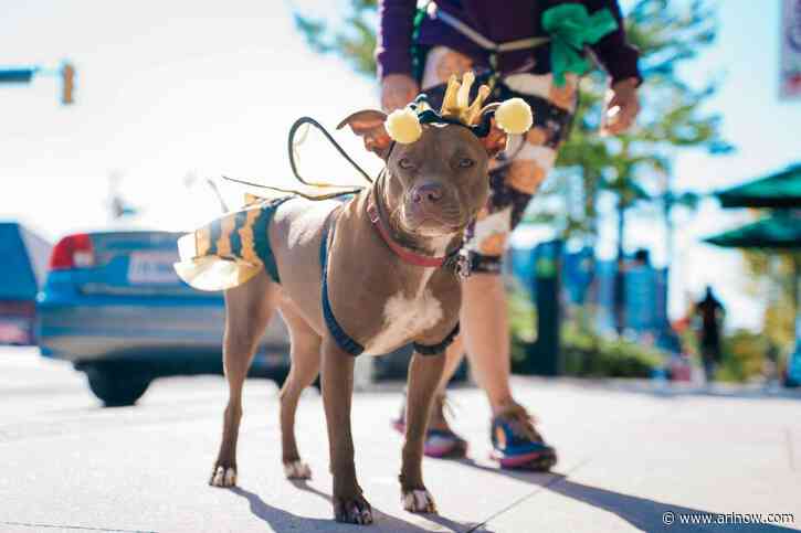 ‘Paws on the Pike’ pet fair returns to Arlington later this month