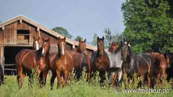 Gestütsschau in Schwaiganger von Unfall überschattet