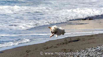 „Bester Urlaubsort in Italien“ – Bibione wird für seinen Hunde-Strand gefeiert
