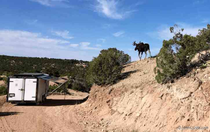 Moose near Santa Fe tranquilized for relocation