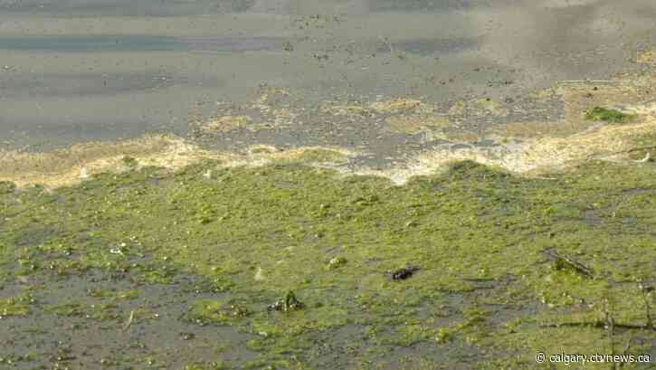 Toxic algae blooms seem to occur earlier, more often: Ducks Unlimited Canada