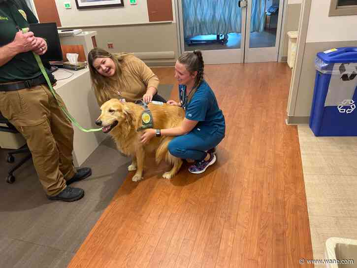Parkview Pups: Therapy dogs used to improve mental health