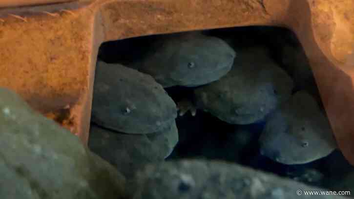 Wild on WANE: Hellbender Help