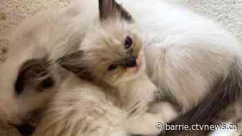 12 kittens laid to rest after being dumped outside Barrie animal clinic in boxes