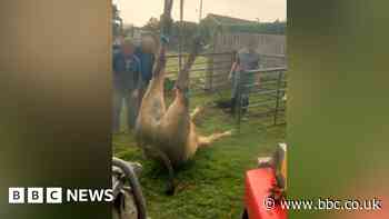 Bullock saved from sinkhole at Witton Castle park