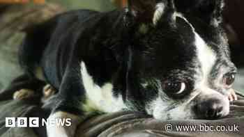 Pendle rescue charity forced to close over 'tsunami of dogs'